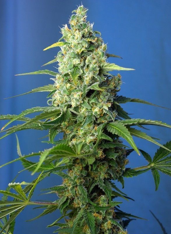 Honey Peach CBD Auto-3 Samen - Seeds24