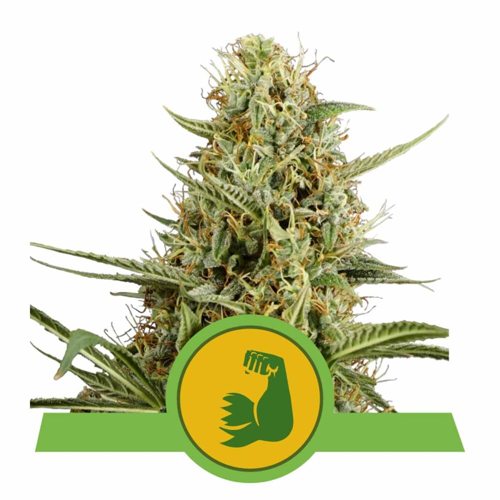 HulkBerry Automatic-3 Samen - Seeds24