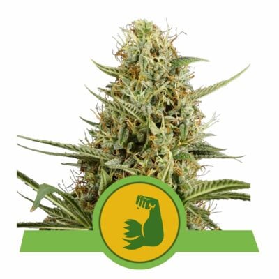 HulkBerry Automatic-3 Samen - Seeds24