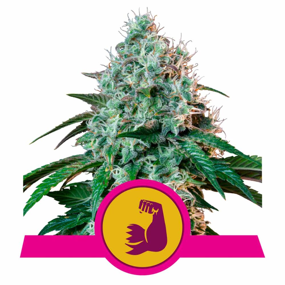 HulkBerry Feminisiert-3 Samen - Seeds24