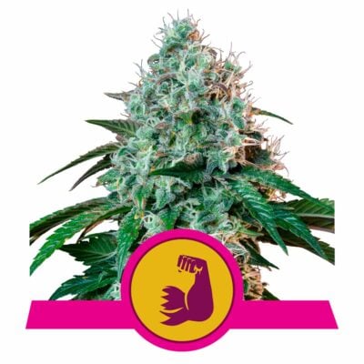 HulkBerry Feminisiert-3 Samen - Seeds24