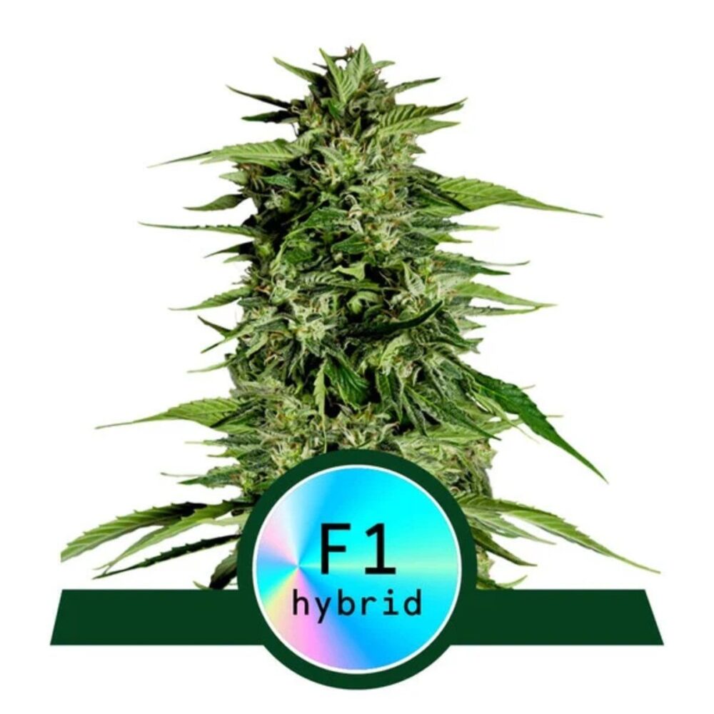Hyperion F1 Automatic-3 Samen - Seeds24