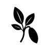 Iboga