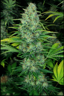 Ice Cream Feminisiert-3 Samen - Seeds24