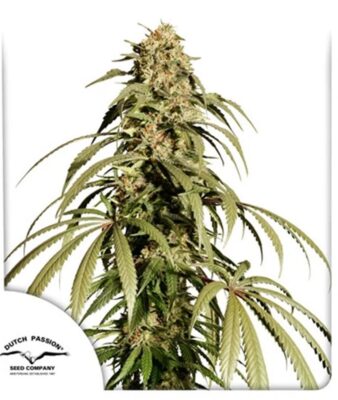 Ice Cream Haze Feminisiert-3 Samen - Seeds24