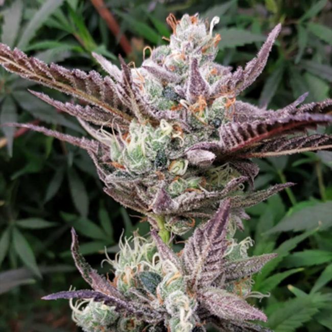 Ice Dream Cake Feminisiert-3 Samen - Seeds24
