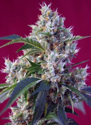 Indigo Berry Kush Feminisiert-3 Samen - Seeds24