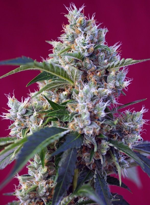 Indigo Berry Kush Feminisiert-3 Samen - Seeds24