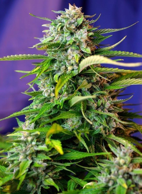 Jack 47 Auto-3 Samen - Seeds24
