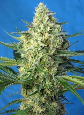 Jack 47 XL Auto-3 Samen - Seeds24