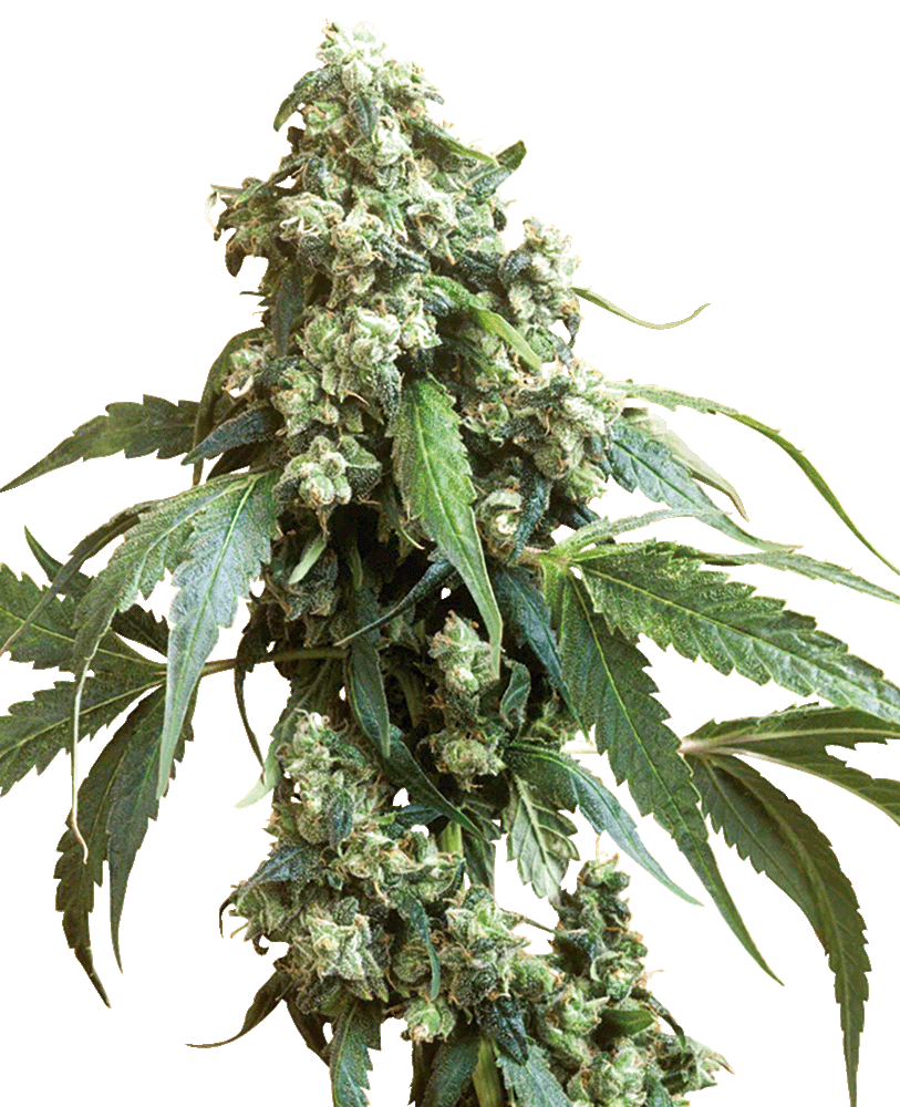 Jack Flash 5 Feminisiert-3 Samen - Seeds24