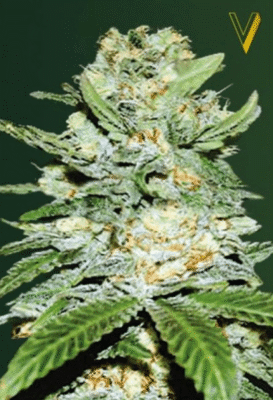 Jack Hammer Automatic-3 Samen - Seeds24