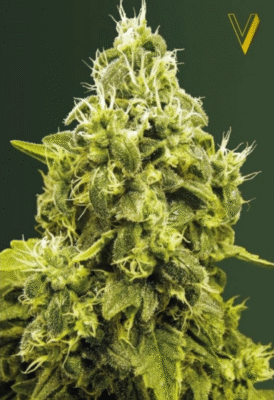 Jack Hammer Feminisiert-3 Samen - Seeds24