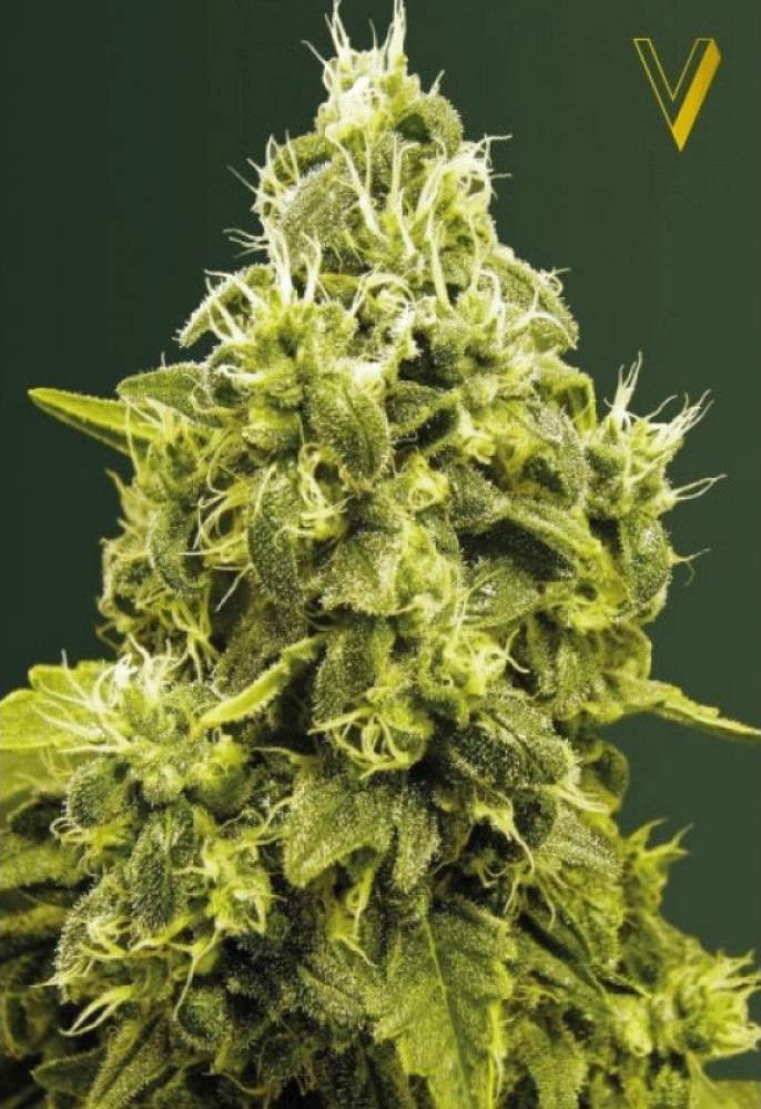 Jack Hammer Feminisiert-3 Samen - Seeds24