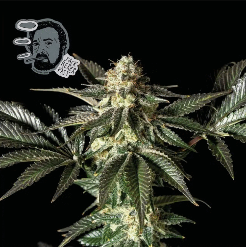 Jack Herer FAST Feminisiert-3 Samen - Seeds24