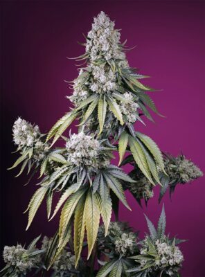 Jealousy Z XL Auto-3 Samen - Seeds24