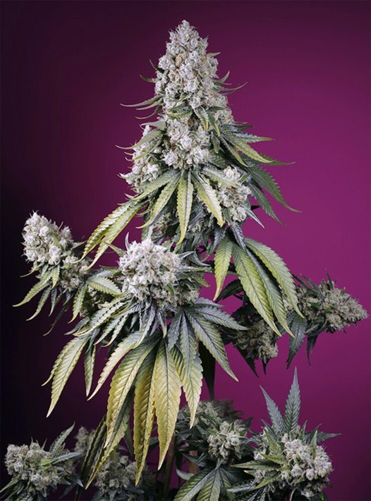 Jealousy Z XL Auto-3 Samen - Seeds24