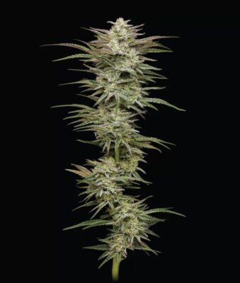 Jelly Donutz Auto-3 Samen - Seeds24