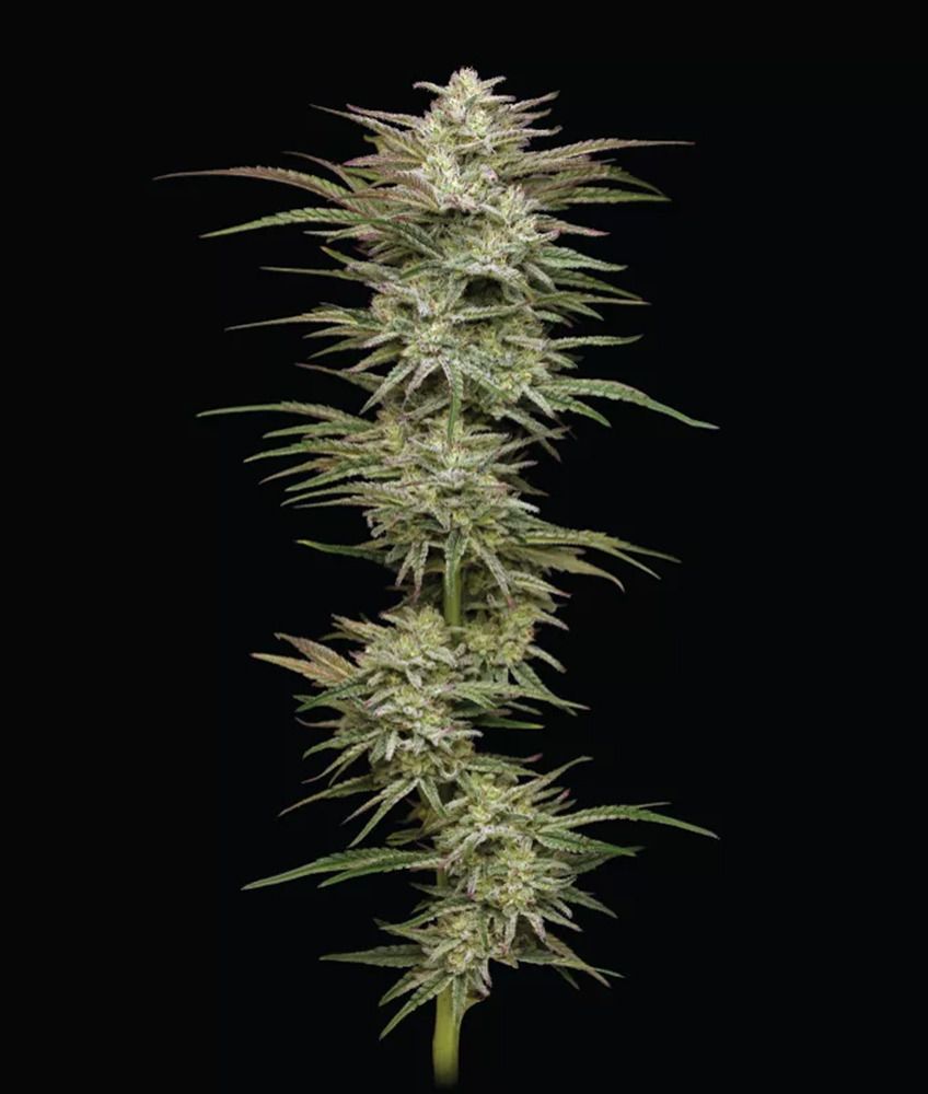 Jelly Donutz Auto-3 Samen - Seeds24