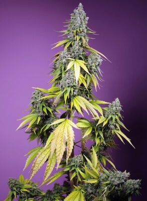 Jet Fuel Mandarine XL Auto-3 Samen - Seeds24