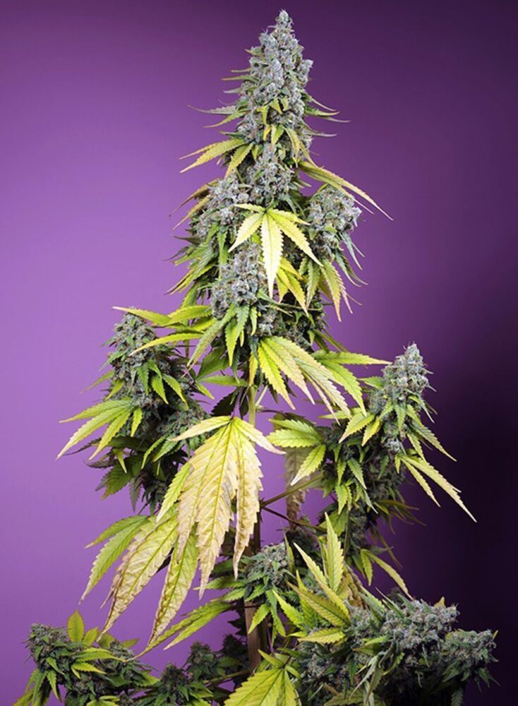 Jet Fuel Mandarine XL Auto-3 Samen - Seeds24