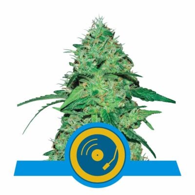 Joanne&039;s CBD Feminisiert-3 Samen - Seeds24