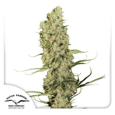 Jorge’s Diamonds 1 Feminisiert-3 Samen - Seeds24
