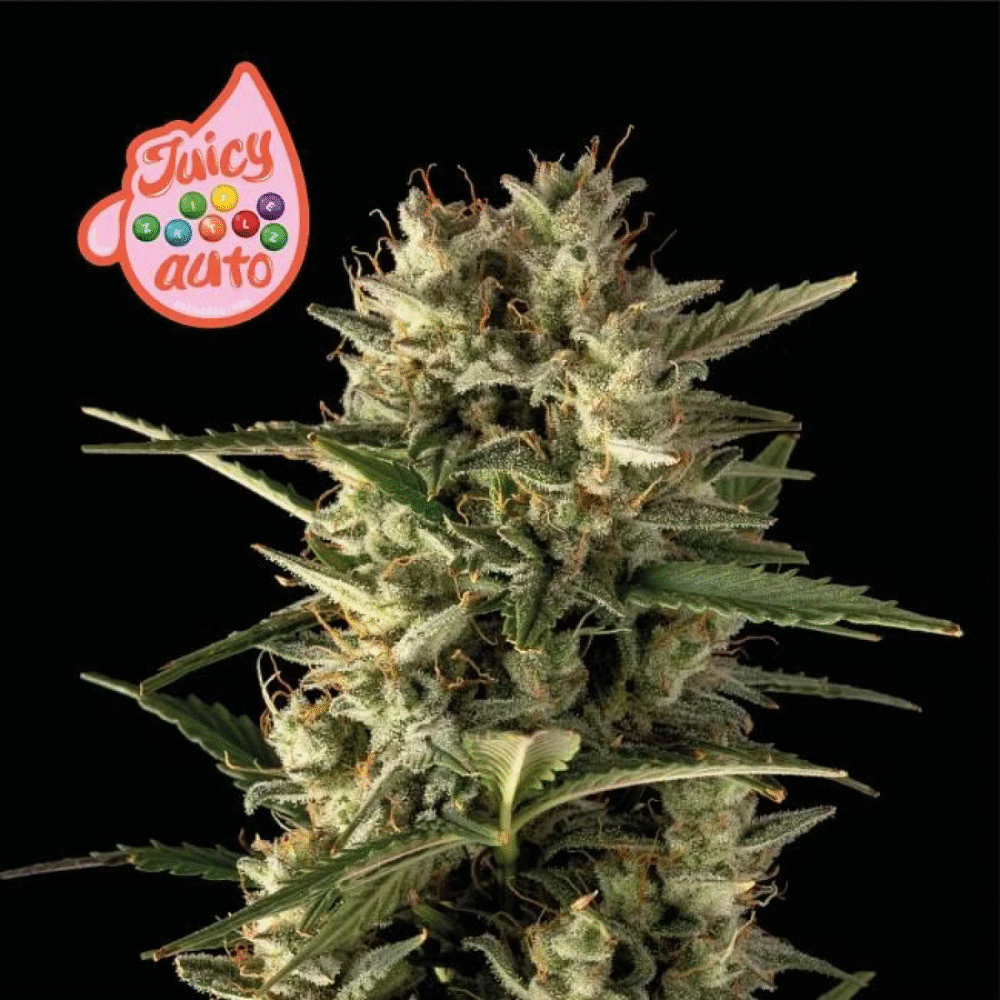 Juicy Zkittlez Auto-3 Samen - Seeds24