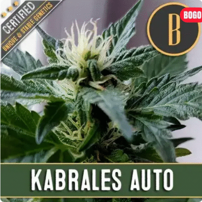 Kabrales Auto-3 Samen - Seeds24