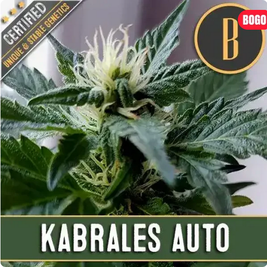 Kabrales Auto-3 Samen - Seeds24