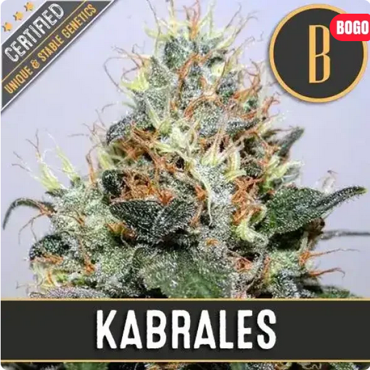 Kabrales Feminisiert-3 Samen - Seeds24