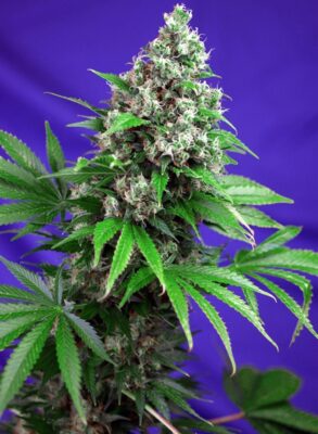 Killer Kush F1 Fast Feminisiert-3 Samen - Seeds24