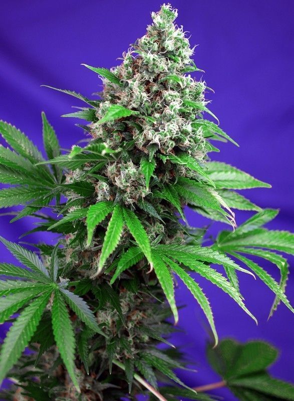 Killer Kush F1 Fast Version Feminisiert-3 Samen - Seeds24