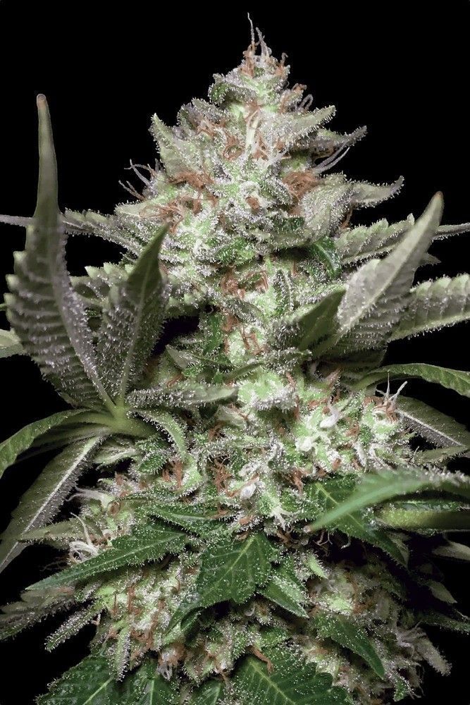 Kong 4 Automatic-3 Samen - Seeds24