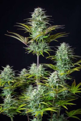 Kosher Cake Auto-3 Samen - Seeds24