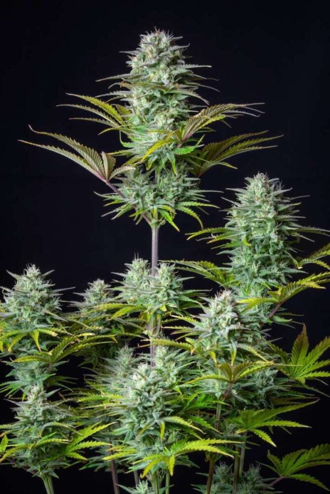 Kosher Cake Auto-3 Samen - Seeds24