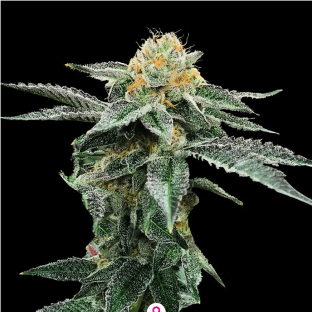 Kosher Cookies Feminisiert-3 Samen - Seeds24