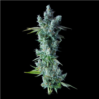 Kosher Dawg Feminisiert-3 Samen - Seeds24