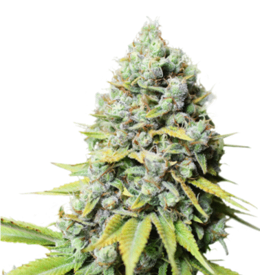 Kosher Haze Feminisiert-3 Samen - Seeds24