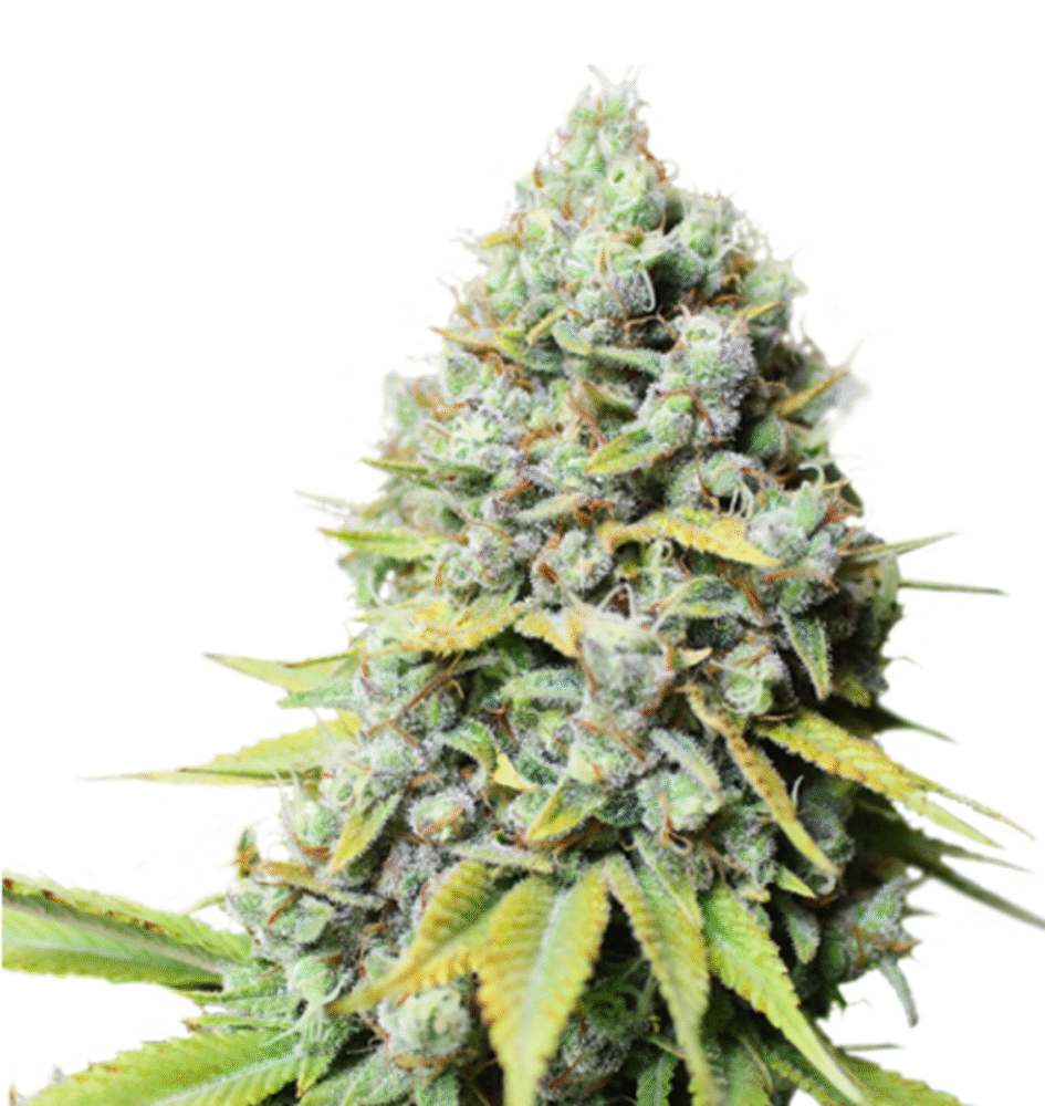 Kosher Haze Feminisiert-3 Samen - Seeds24