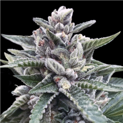 Kosher Sorbet Feminisiert-3 Samen - Seeds24