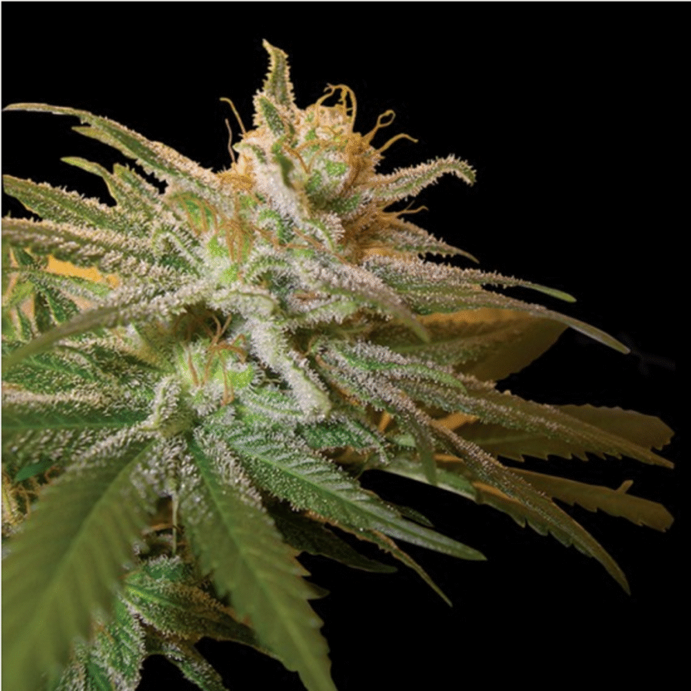 Kushberry Feminisiert-3 Samen - Seeds24