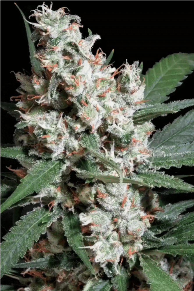 L.A. Amnesia Feminisiert-3 Samen - Seeds24
