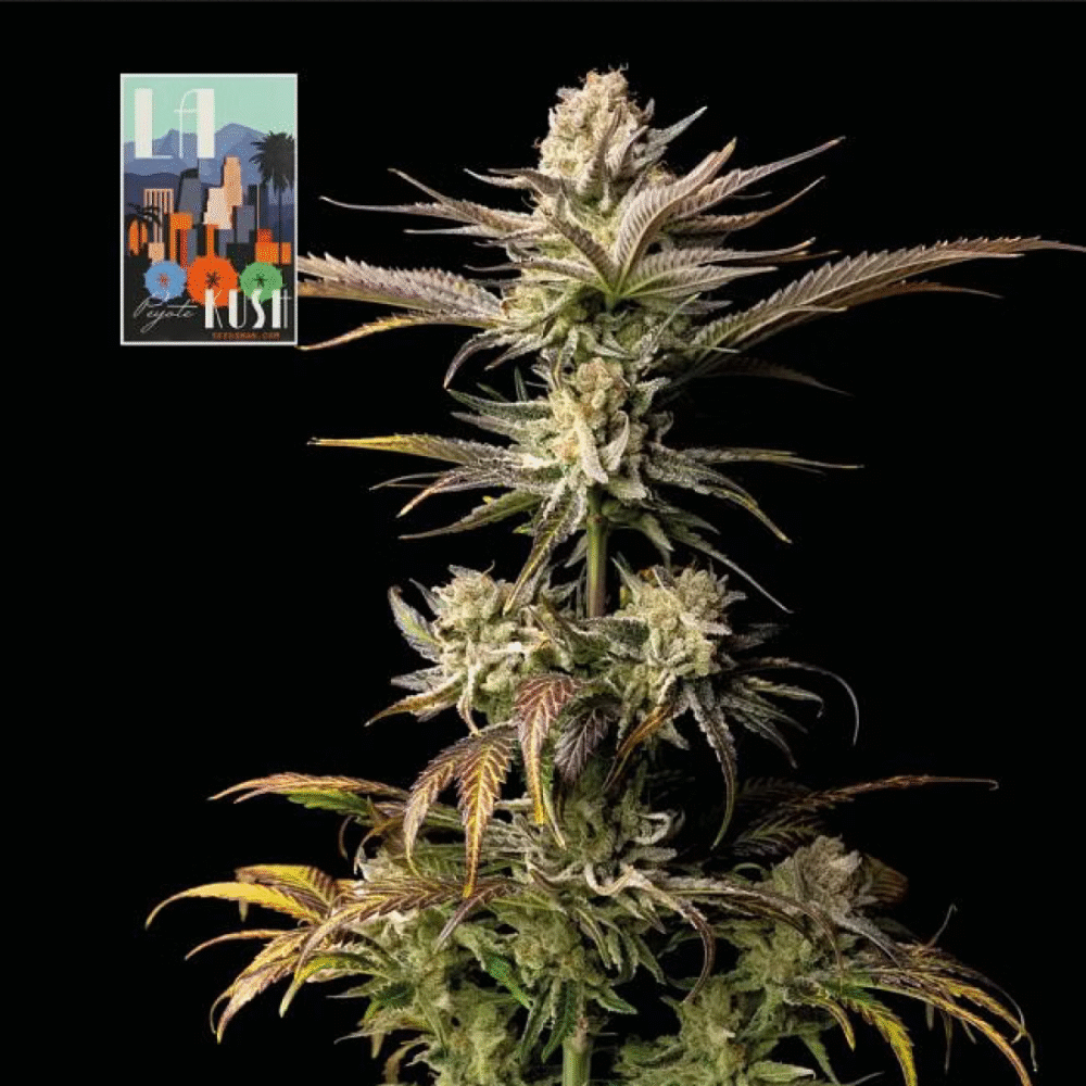 L.A. Peyote Kush Feminisiert-3 Samen - Seeds24