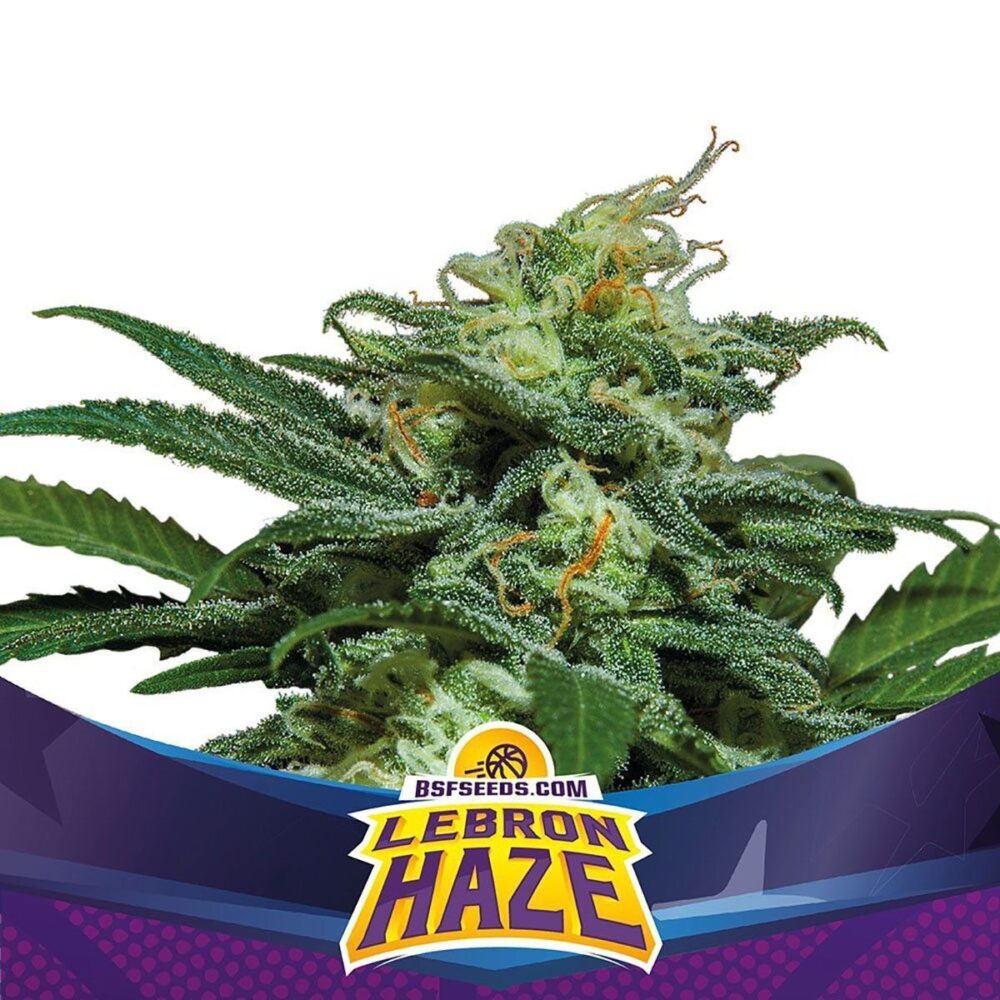 Lebron Haze Auto-4 Samen - Seeds24