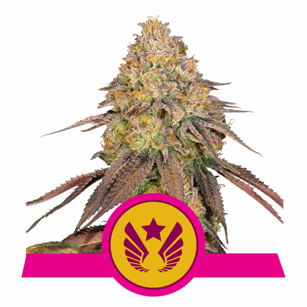 Legendary OG Punch Feminisiert-3 Samen - Seeds24