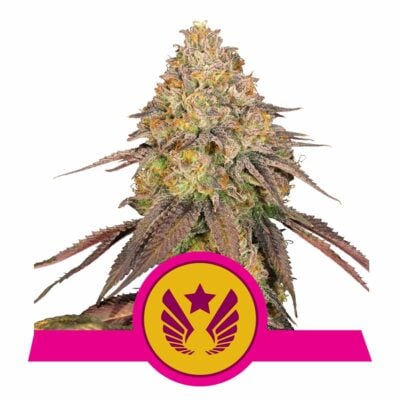 Legendary OG Punch Feminisiert-3 Samen - Seeds24