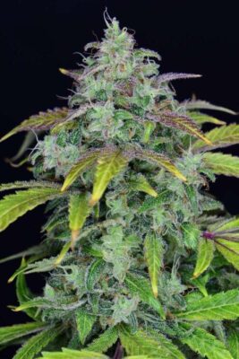 Lemon AK Auto-3 Samen - Seeds24