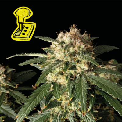 Lemon Auto-3 Samen - Seeds24