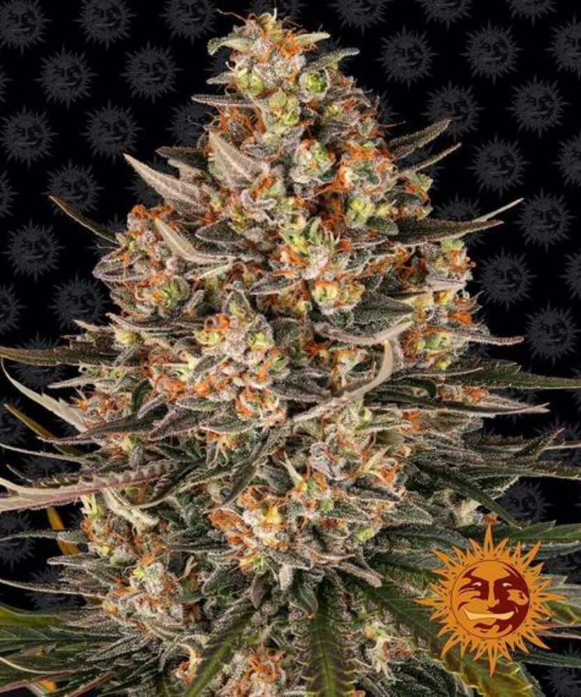 Lemon Haze Automatic-3 Samen - Seeds24